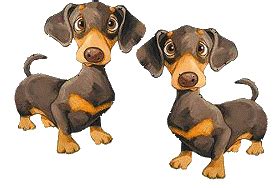 Miniature dachshund breeders in australia and new zealand. Sunset Dachshunds, dachshund, pup, colorado dachshunds ...