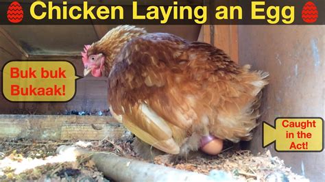 How Chickens Lay Eggs