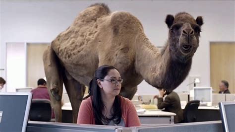 Geico Tv Commercial The Best Of Geico Hump Day Ispot Tv