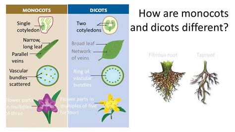Difference Between Monocot And Dicot Amanimcysherman