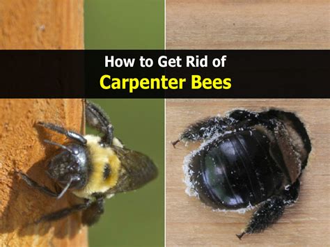 How To Get Rid Of Carpenter Bees