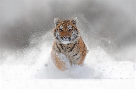 One Huge Siberian Tiger In The Snow One Of The Most Magnificent