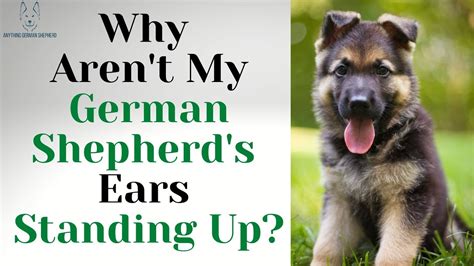 Why Arent My German Shepherds Ears Standing Up Youtube