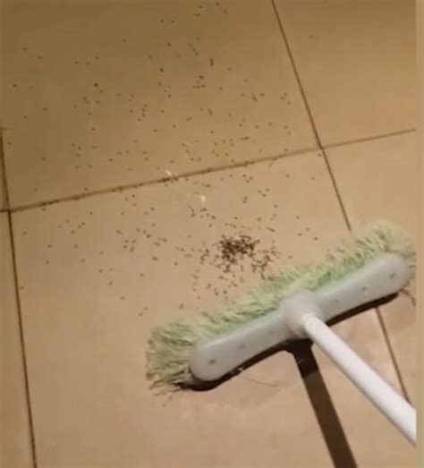 Man Hits A Wolf Spider And Hundreds Of Babies Explode Out Of Its Belly