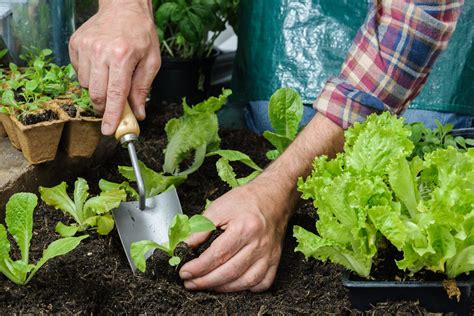 These range from bananas and citrus fruits to tomatoes, cucumbers, and just. Zone 5 Vegetable Planting: When Do You Plant Vegetables In ...
