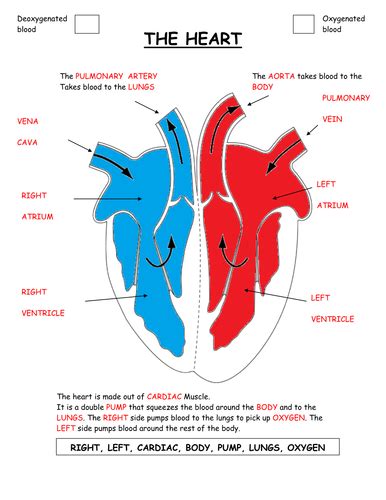 Diagram Of The Heart