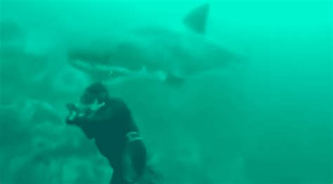Video Scuba Diver Nearly Has His Head Bitten Off By Great White Shark Outdoors360