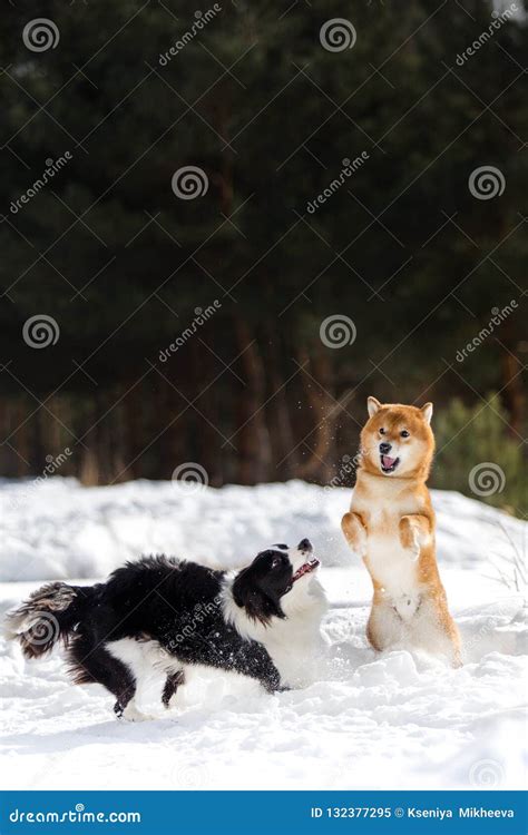Cute Shiba Inu Dog And Border Collie Play On Snow Togever Trees On