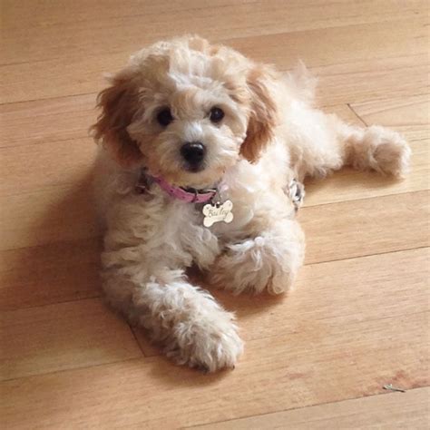 Bailey The Apricot Toy Cavoodle Adorable Puppy Cavoodle Cavapoo