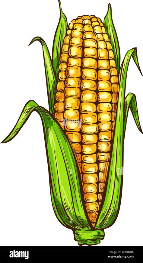 Maize Corn Sketch Icon Vector Isolated Symbol Of Grain Plant Corn Cob
