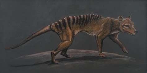 Thylacine 2 By Afestything On Deviantart