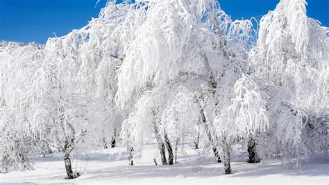 Beautiful Snowy Scene Wallpapers 49 Images