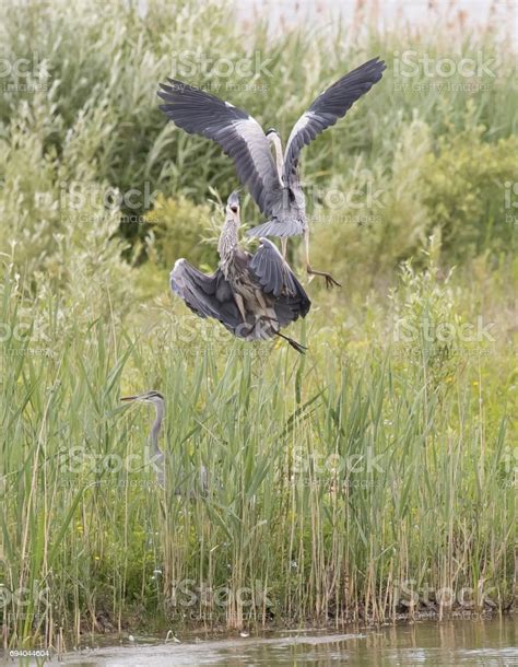 Grey Herons Stock Photo Download Image Now Animal Wildlife Animals