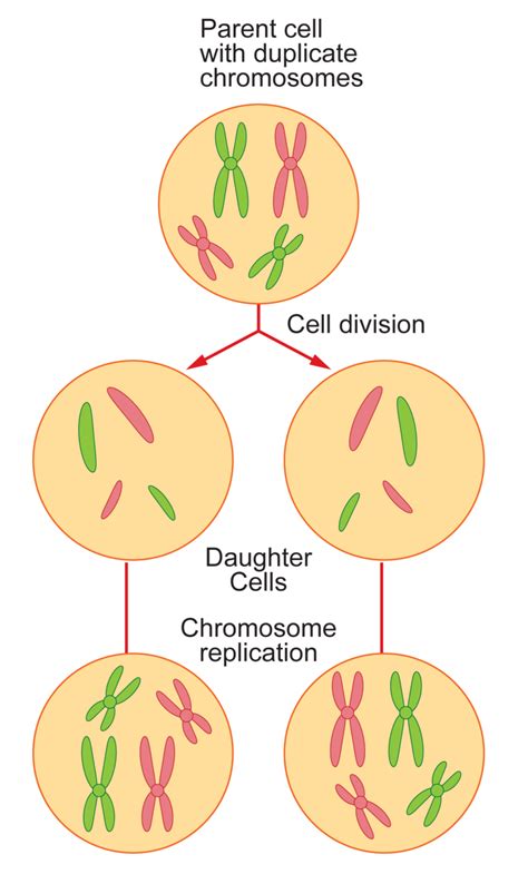 Cell Division Ck 12 Foundation