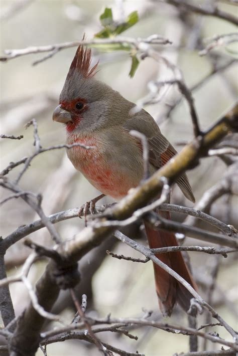 Pyrrhuloxia Sonoran Desert Birds · Inaturalist