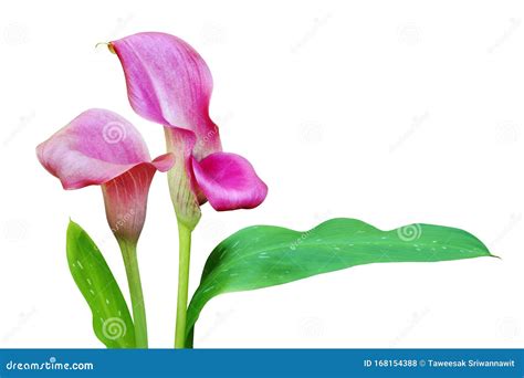 Blooming Pink Calla Lily Flowers With Green Leaves Isolated On White
