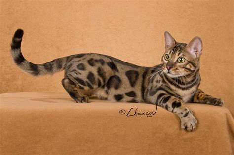 Savannah Bengal Cat Queens Boydsbengals Bengal Kittens For Sale Cats