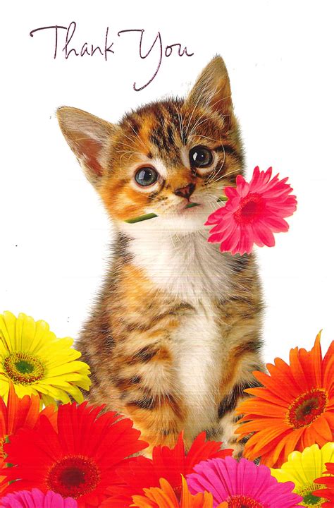 Thank You Cute Animal Quotes Cute Animals Animal Quotes