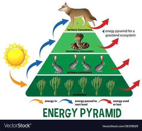 Science Simplified Ecological Pyramid Royalty Free Vector