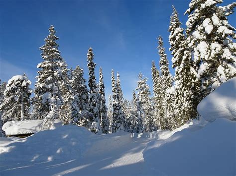 Hd Wallpaper Finland Winter Wintry Lapland Cold Snow Snowy