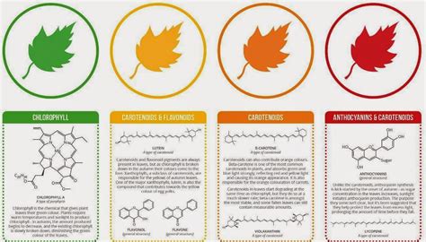 Scientific Park D où viennent toutes les couleurs de l automne