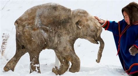 39000 Years Old Frozen Woolly Mammoth Found In Siberia Archeology