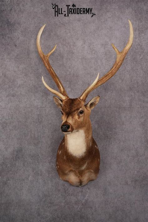 Axis Deer Taxidermy Mount Sku 2571 All Taxidermy