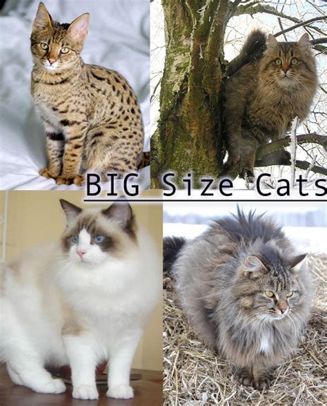 Big cats at home by graham dean. Different Type of Cats What KIND OF CATS Are You? - Cats ...