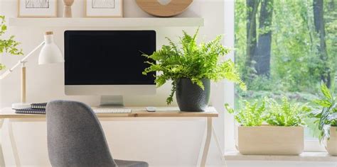 25 Low Maintenance And Low Light Office Plants To Spruce Up Your