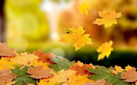 Осенние листья шумят и шумят в саду...