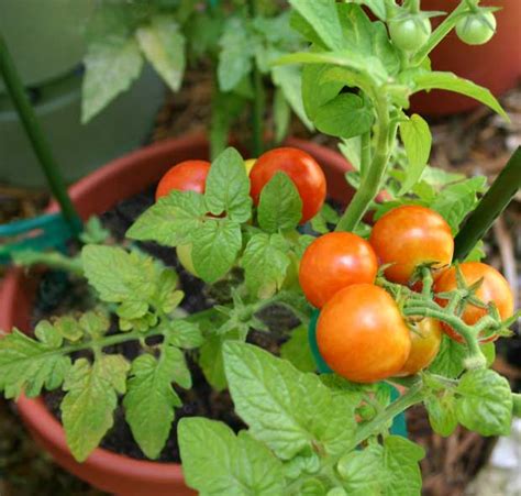 6 Easy To Grow Cherry Tomato Varieties