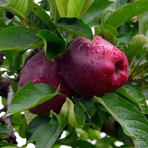 Apple trees often have an overall appearance of abundance, from spring blossoms to summer fruit and leaves turning bright colors in the fall. Red Delicious Apple Tree-APPRED05G - The Home Depot