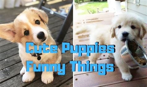 ♥cute Puppies And Cutest Dogs Doing Funny Things 2020 ♥ 11