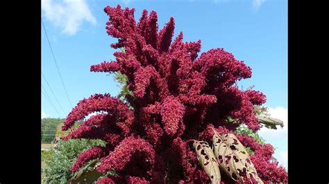 Harvesting A 10ft Tall Amaranth Wow Ancient Heirlooms How To