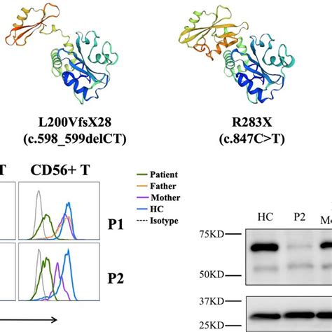 Structural Characterization And Expression Of Zap 70 Protein A Wt