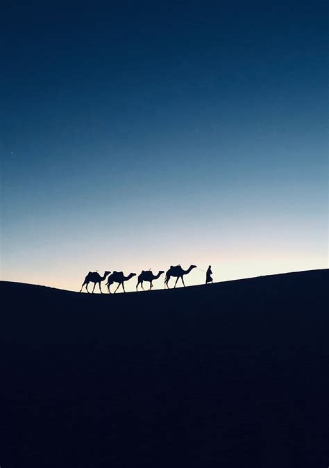 Silhouette Sunset Camel Morocco Hd Phone Wallpaper Pxfuel