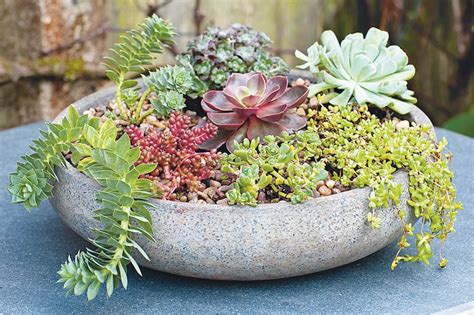 Make A Succulent Container Garden Succulents In Containers