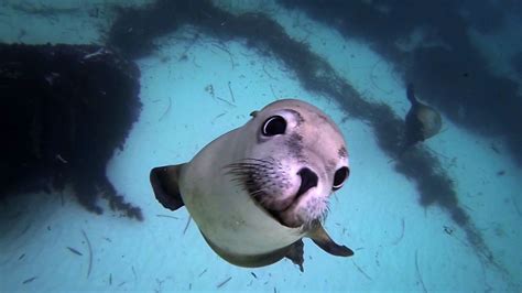 Amazing Animal Selfies National Geographic For Everyone In Everywhere