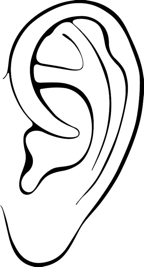 Pointy Ears Clip Art Ear Png Download 509941 Free Transparent
