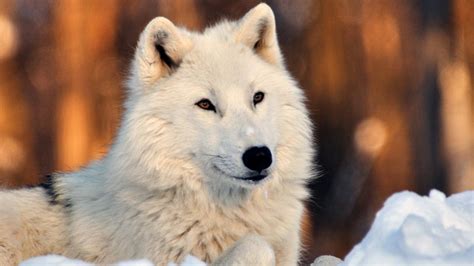 Lovely White Wolf In Snow Hd Desktop Wallpaper
