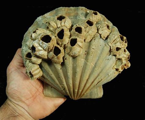Very Fine Large Fossil Scallop Shell With Attached Barnacles Click