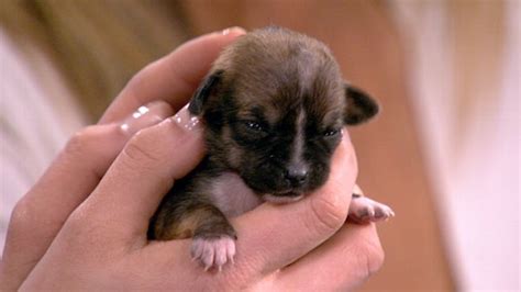 Beyonce The Worlds Tiniest Puppy Video Abc News