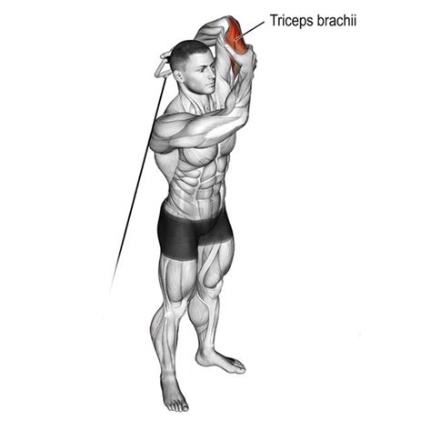 Cable Overhead Tricep Extension By John M Exercise How To Skimble