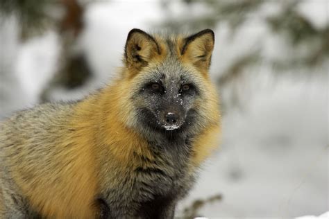 A Pet Fox For And Against The Idea Pet Fox Fox Breeds Fox Species