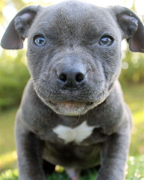 He has a stunning lilac merle coat with beautiful. Merle pitbull puppies for sale