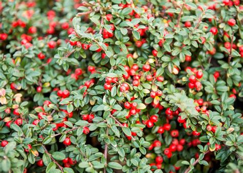 Shrubs For Dry Shade 🍂 🌿 Thriving Plants For Challenging Spots