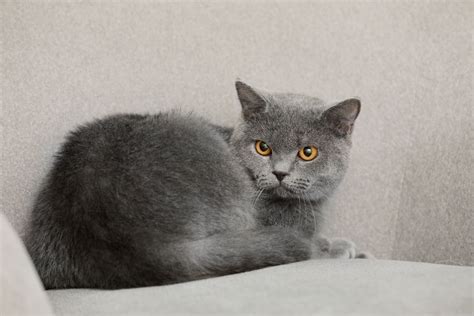 How Much Do British Shorthair Cats Cost And Breeder Info More Meows