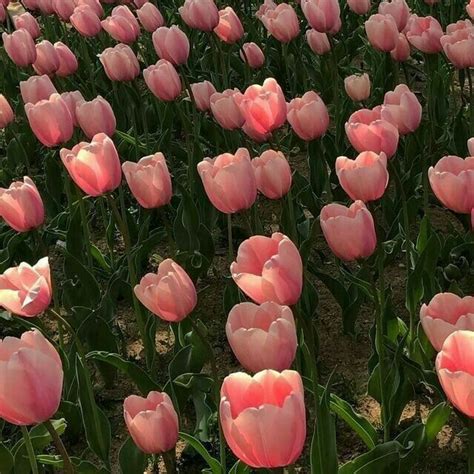 Ꮹʟαѕѕ Qυєєи ♕ Flower Aesthetic Planting Tulips Tulips Flowers