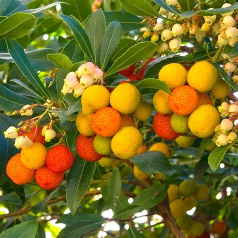 Arbutus Unedo Compacta Strawberry Tree For Sale Free Uk Delivery