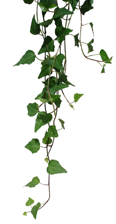Vines Png Transparent Background Free Download 43656 Freeiconspng